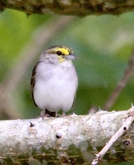 Ammodramus aurifrons