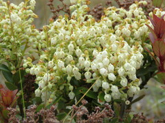 Gaultheria crassa
