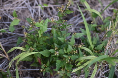 Celosia nitida