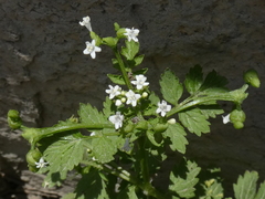 Valeriana chaerophylloides
