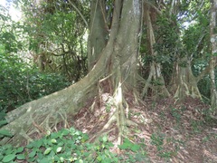 Ficus lutea