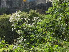 Montanoa bipinnatifida