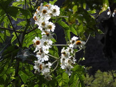 Montanoa bipinnatifida