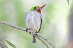 Todus multicolor