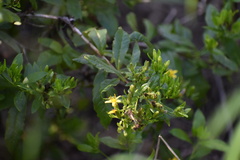 Trixis inula