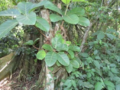 Ficus lutea