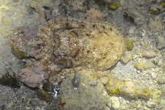 Amphioctopus kagoshimensis