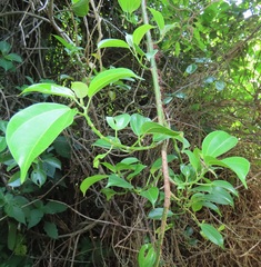 Scepocarpus trinervis