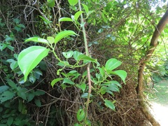 Scepocarpus trinervis