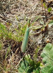 Coptopteryx argentina
