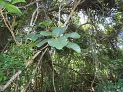 Ficus lutea