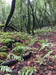 Polypodium calirhiza