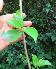 Scepocarpus trinervis