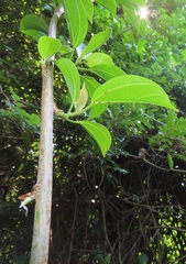 Scepocarpus trinervis