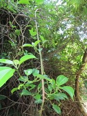 Scepocarpus trinervis