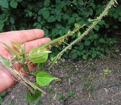 Scepocarpus trinervis