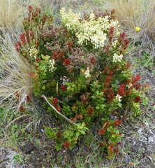 Gaultheria crassa