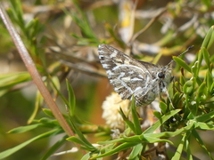 Trapezites argenteoornatus