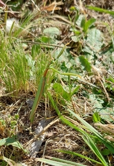 Coptopteryx argentina