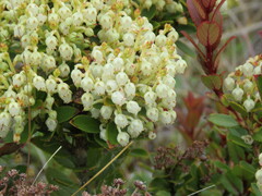 Gaultheria crassa