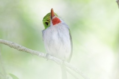 Todus multicolor
