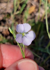 Linum bienne