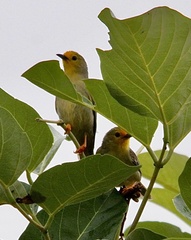 Metopothrix aurantiaca