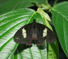Parides eurimedes