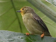 Metopothrix aurantiaca