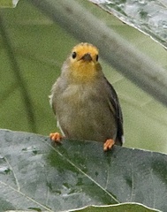 Metopothrix aurantiaca