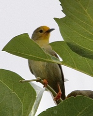 Metopothrix aurantiaca
