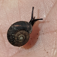 Stenacapha hamiltoni