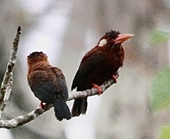 Galbalcyrhynchus leucotis