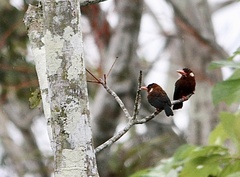 Galbalcyrhynchus leucotis