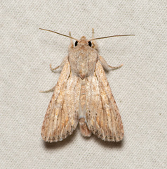 Spodoptera albula