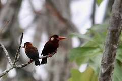 Galbalcyrhynchus leucotis