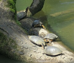 Rhinoclemmys funerea