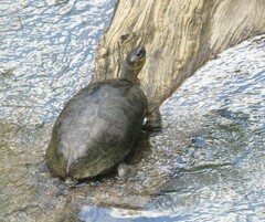 Rhinoclemmys funerea