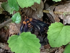 Thyrassia