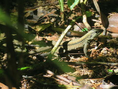 Holcosus quadrilineatus