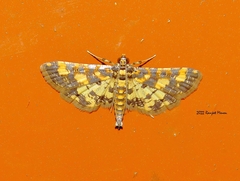 Eurrhyparodes tricoloralis