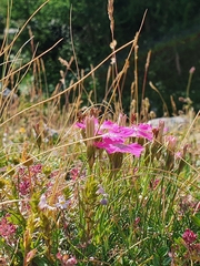 Dianthus pavonius