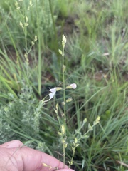 Syncolostemon concinnus