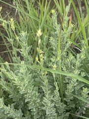 Syncolostemon concinnus