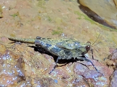 Eucriotettix flavopictus