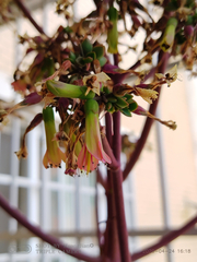 Kalanchoe laetivirens