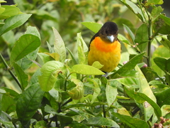 Ramphocelus flammigerus
