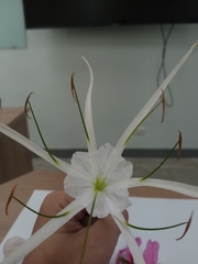 Hymenocallis