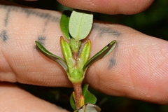 Eucryphia milliganii