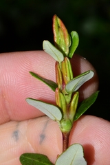 Eucryphia milliganii